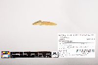 Noturus flavus image