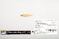 Image of Notropis uranoscopus