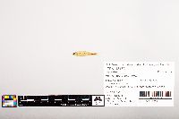 Notropis volucellus image