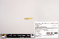 Image of Notropis rafinesquei
