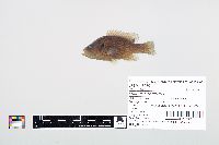 Lepomis cyanellus image
