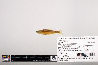 Notropis leuciodus image