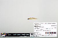 Notropis greenei image