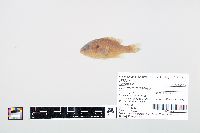 Lepomis cyanellus image