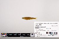 Notropis leuciodus image
