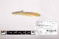 Noturus flavus image