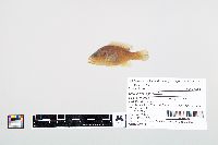 Lepomis cyanellus image