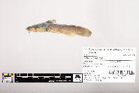 Noturus flavus image