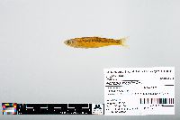 Notropis atherinoides image