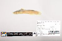 Noturus flavus image