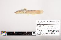 Noturus flavus image