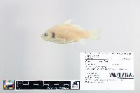 Carassius auratus image
