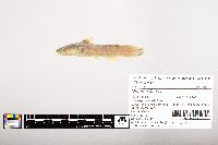 Noturus flavus image