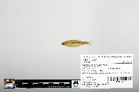 Notropis hudsonius image