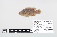 Lepomis cyanellus image