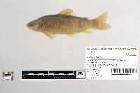 Salmo trutta image