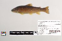 Salmo trutta image
