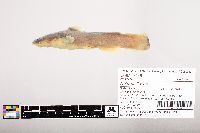 Noturus flavus image