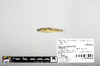 Notropis hudsonius image