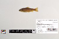 Salmo trutta image