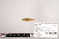 Notropis stramineus image