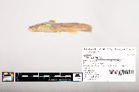 Noturus flavus image