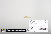 Notropis hudsonius image