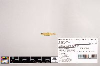 Notropis stramineus image