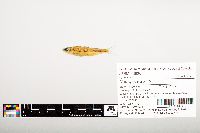 Notropis wickliffi image