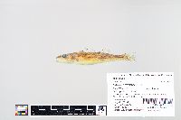 Media resource of Sander canadensis