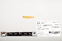 Notropis wickliffi image