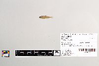Salmo trutta image