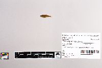 Oncorhynchus mykiss image