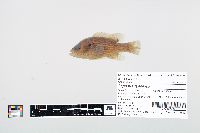 Lepomis cyanellus image