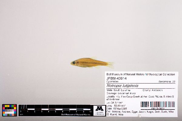 Notropis lutipinnis image