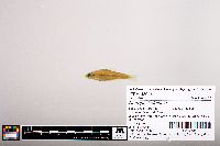 Image of Notropis lutipinnis