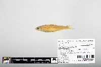 Notropis hudsonius image