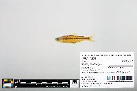 Notropis boops image