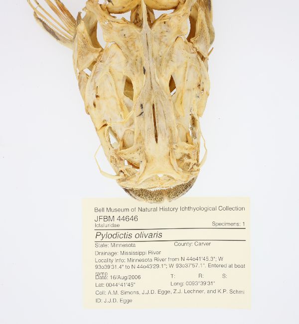 Pylodictis image