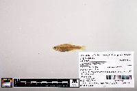 Notropis lutipinnis image