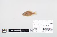 Lepomis cyanellus image