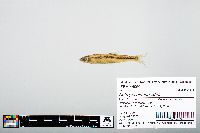 Notropis atherinoides image