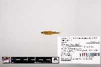 Notropis leuciodus image