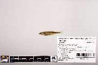 Notropis micropteryx image