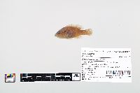 Lepomis cyanellus image