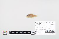 Lepomis cyanellus image