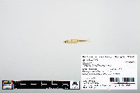 Notropis atherinoides image