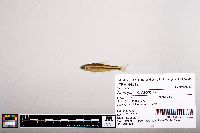 Notropis chrosomus image