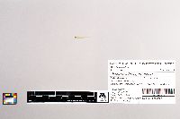 Oncorhynchus gorbuscha image