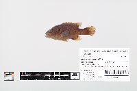 Lepomis cyanellus image